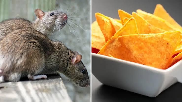 Researchers have discovered that a dye used in Doritos turns mice translucent. Could humans be next