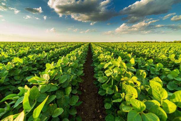 AI Reshapes Crop Breeding for Global Food Security