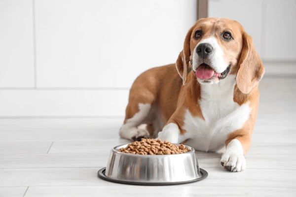 Thailand Climbs to No.2 in Global Pet Food Exports